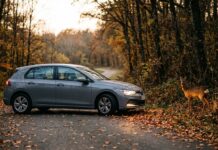 Collision avec un sanglier ou un chevreuil : ce que couvre votre assurance auto Voiture grise sur une route forestière en automne avec un chevreuil au bord de la chaussée