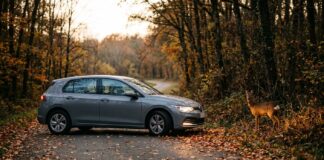 Collision avec un sanglier ou un chevreuil : ce que couvre votre assurance auto Voiture grise sur une route forestière en automne avec un chevreuil au bord de la chaussée